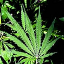 Marijuana