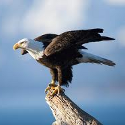 baldeagle