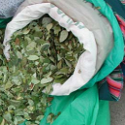 coca