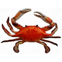 crab
