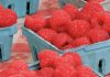 Cyclosporiasis Cases in NY and NJ