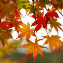 leaves
