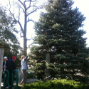 treetrimming
