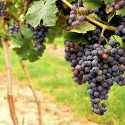 winery
