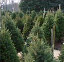 xmastrees
